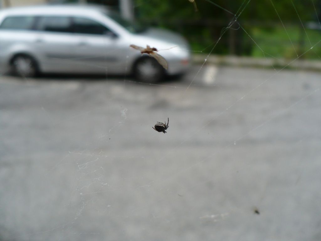 Araneus cf. angulatus - Morello (FI)